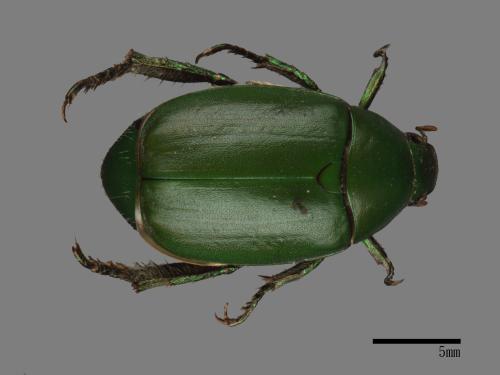 Anomala albopilosa trachypyga[小青銅金龜][00026699]
