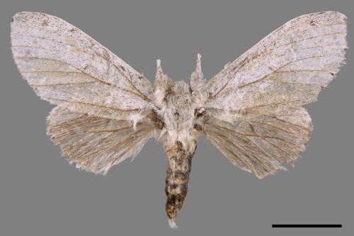 Cnethodonta grisescens baibarana[灰舟蛾][00047527]
