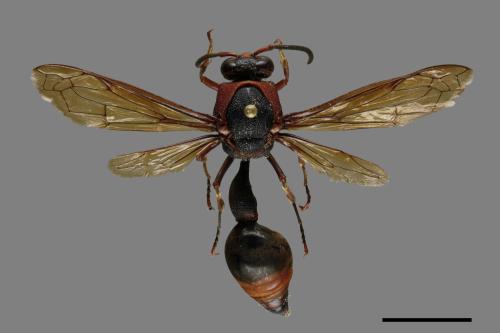 Oreumenes decoratus[00094585]