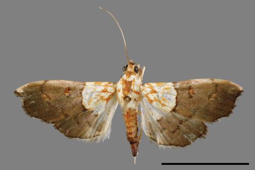 <已分類>Family：Crambidae[草螟科][00065261]