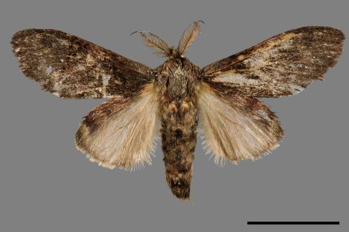 Vaneeckeia pallidifascia centrobrunnea[褐丸舟蛾][00039265]