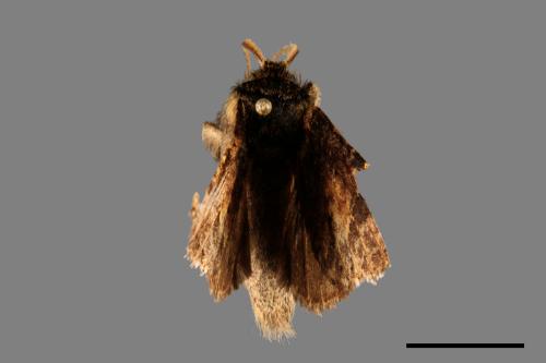 Neodrymonia seriatopunctata[黃肩舟蛾][00036638]