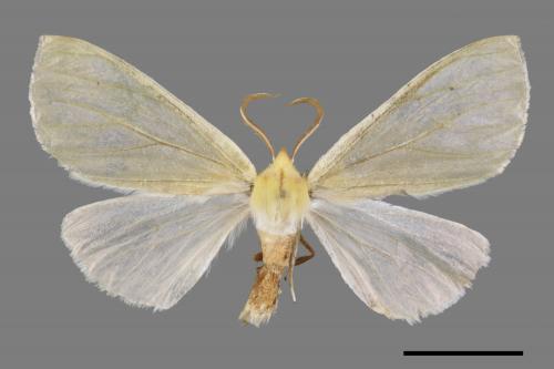 Doratoptera virescens[黃尺蛾][00052830]