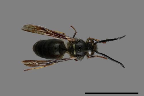 Vespula flaviceps[細黃胡蜂][00072899]