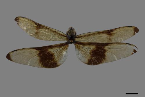 Chlorogomphus risi[褐翼勾蜓][00086794]