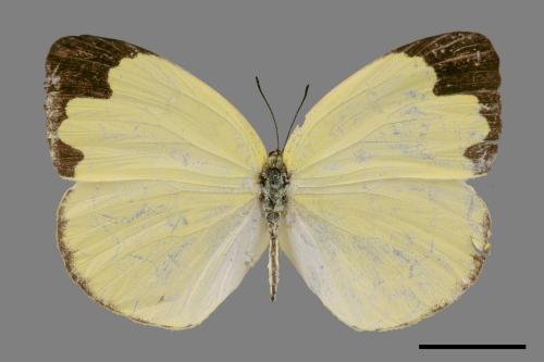 Eurema hecabe hobsoni[荷氏黃蝶][00024792]