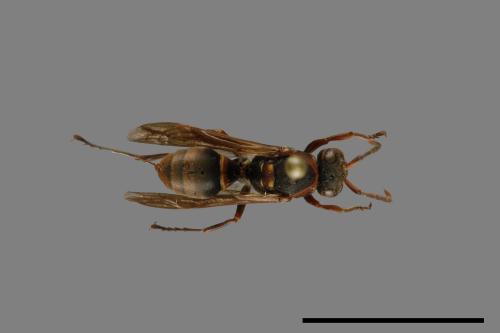 Polistes eboshinus[姬長腳蜂][00072645]