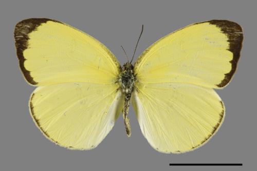 Eurema blanda arsakia[臺灣黃蝶][00094047]