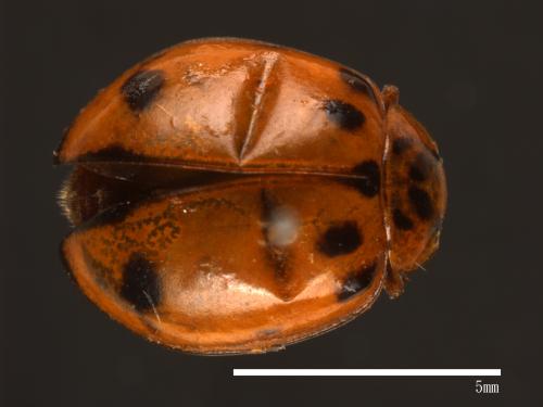 Harmonia octomaculata[八斑和瓢蟲][00085088]