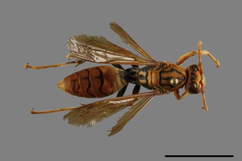 Polistes jokahamae[果馬蜂][00100102]