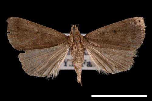 <已分類>Genus：Nodaria[00011304]