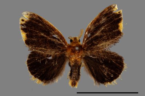 <已分類>Family：Lymantriidae[毒蛾科][00053743]