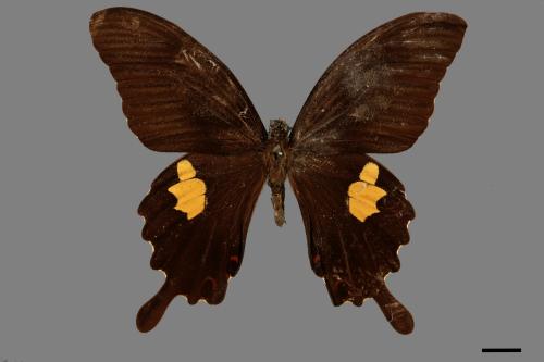 Papilio helenus fortunius[白紋鳳蝶][00014340]