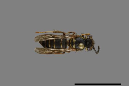 Vespula flaviceps[細黃胡蜂][00073201]