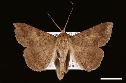 Ericeia inangulata[00029571]