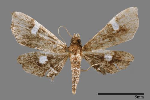 <已分類>Family：Crambidae[草螟科][00064052]