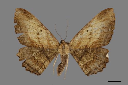 Medasina creataria[褐枯尺蛾][00071710]