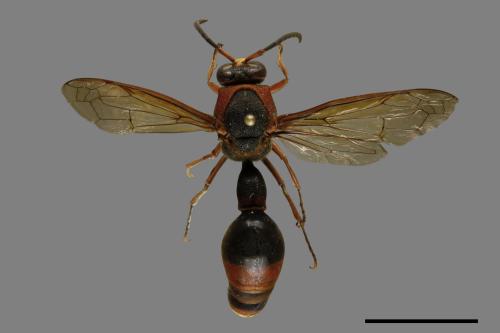 Oreumenes decoratus[00094586]