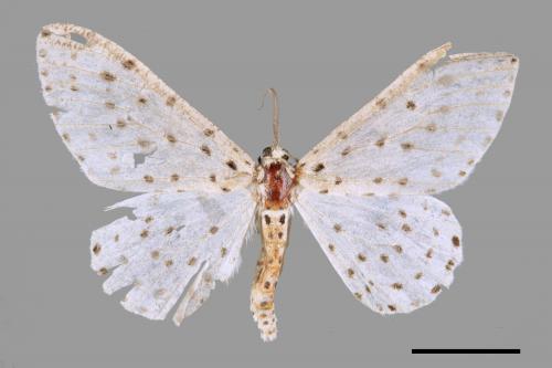 Xenoplia trivialis[胡麻斑星尺蛾][00042231]