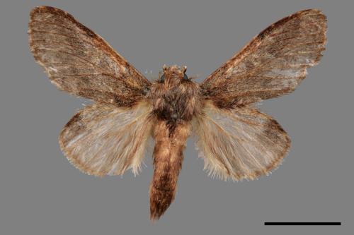 Syntypistis umbrosa[齒紋跨白舟蛾][00057325]