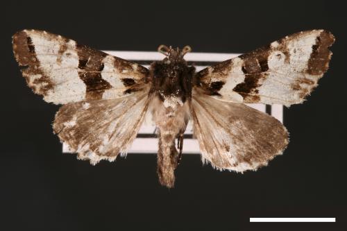 Phlogophora albovittata[白斑錦夜蛾][00002029]