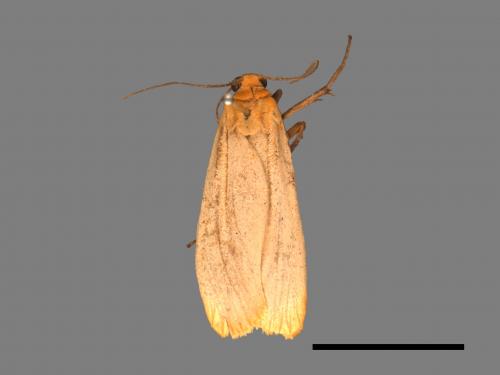 Eilema usuguronis[黃邊土苔蛾][00036647]