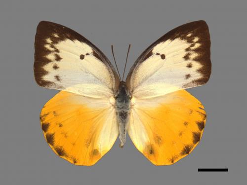 Catopsilia scylla cornelia[大黃裙粉蝶][00015233]