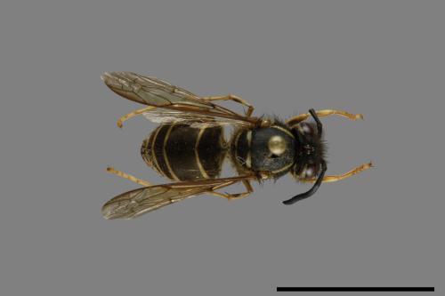 Vespula flaviceps[細黃胡蜂][00073056]