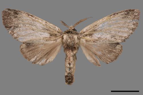 Syntypistis viridipicta[基青舟蛾][00045228]