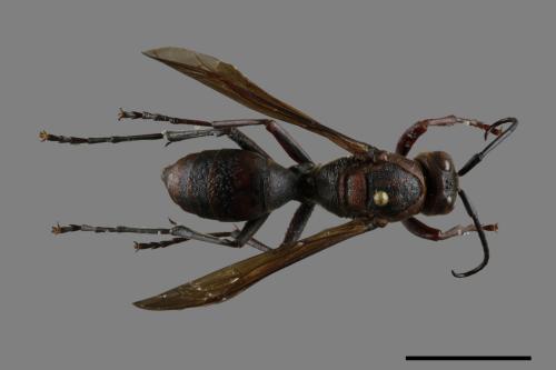 Polistes tenebricosus[赭褐長腳蜂][00117549]