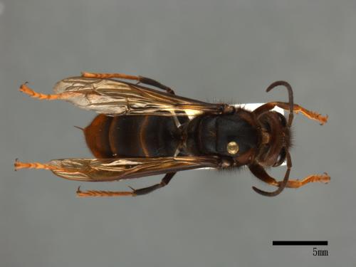 Vespa velutina[黃腳虎頭蜂][00098973]