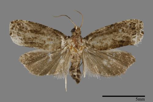 <已分類>Family：Tortricidae[捲葉蛾科][00091758]