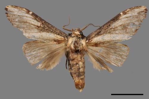 Hexafrenum maculifer maculifer[斑白頸異齒舟蛾][00045923]