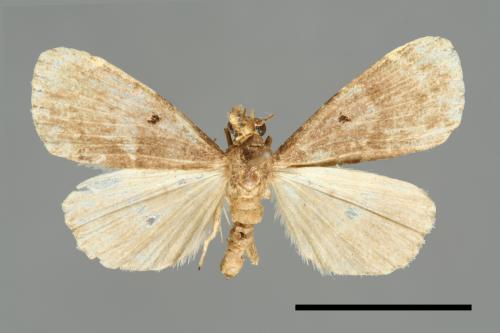 <已分類>Family：Noctuidae[夜蛾科][00010993]