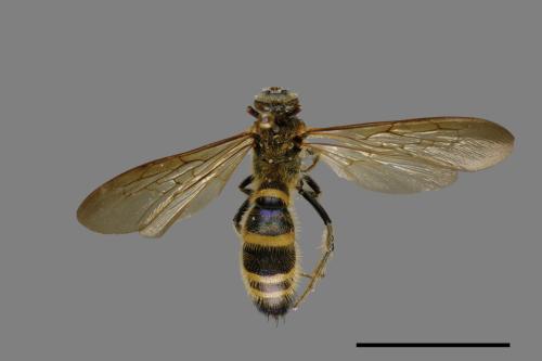 <已分類>Family：Scoliidae[土蜂科][00072479]