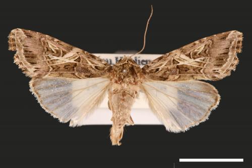 Spodoptera litura[斜紋夜蛾][00002858]