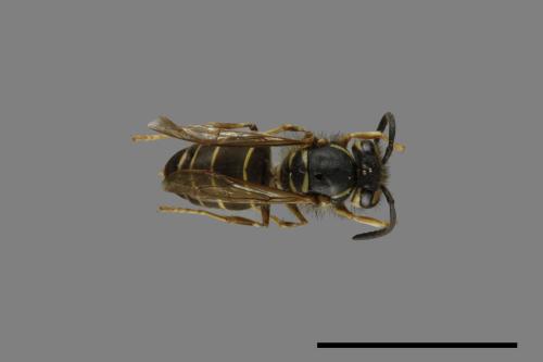 Vespula flaviceps[細黃胡蜂][00073327]