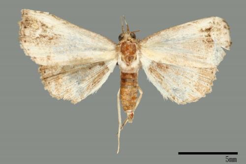 Lophoruza albicostalis[00008705]