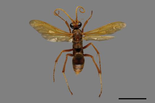<已分類>Family：Pompilidae[蛛蜂科][00043483]