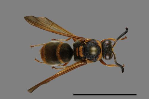 Anterhynchium flavomarginatum formosicola[黃緣蜾嬴][00084926]