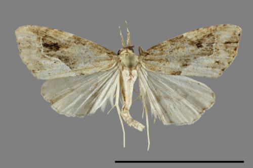 <已分類>Family：Noctuidae[夜蛾科][00091680]