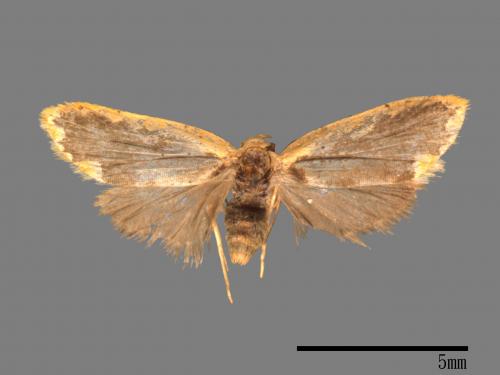 Diduga flavicostata[黃緣苔蛾][00074947]
