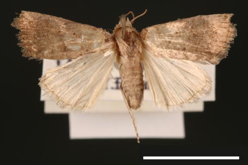 Athetis cognata[00003235]