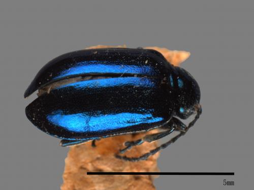 <已分類>Family：Chrysomelidae[金花蟲科][00081139]