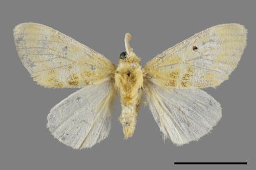 <已分類>Genus：Euproctis[00051085]