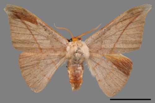 Oreta insignis[交讓木鉤蛾][00056400]