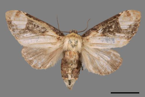 Formofentonia orbifer rotundata[圓紛舟蛾][00038720]