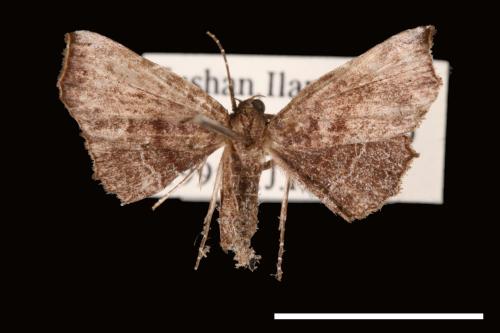 Nagadeba indecoralis[00007686]