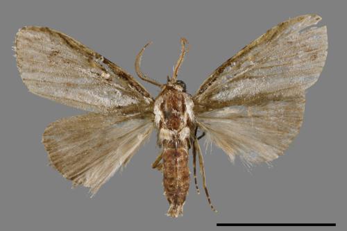 <已分類>Family：Noctuidae[夜蛾科][00008856]