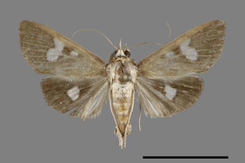 <已分類>Family：Crambidae[草螟科][00100502]